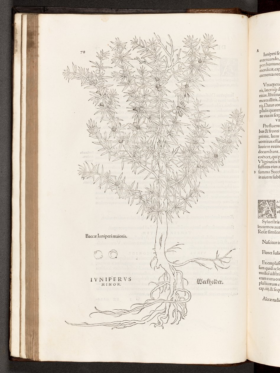 BT3.267.5 p.78 Ginepro, illustrazione da De historia stirpium commentarii insignes di Leonhart Fuchs, 1542 da Heinrich and Meyer, Albert Fullmaurer