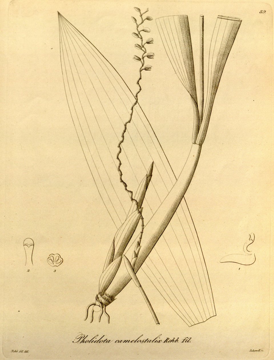 Illustrazione di Pholidota camelostalix da Heinrich Gustav Reichenbach