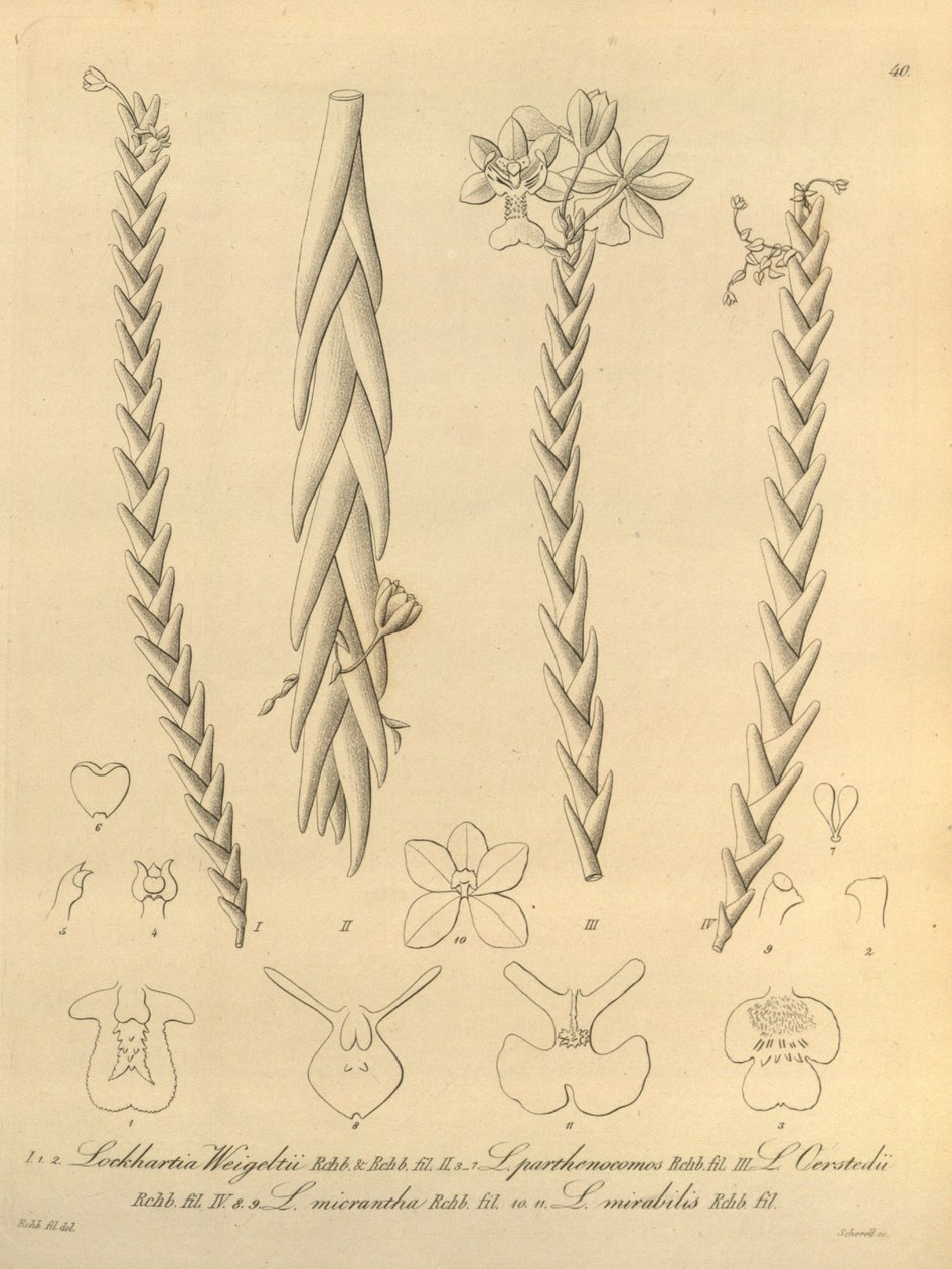Lockhartia - Xenia vol 1 (1858) fig 40 da Heinrich Gustav Reichenbach