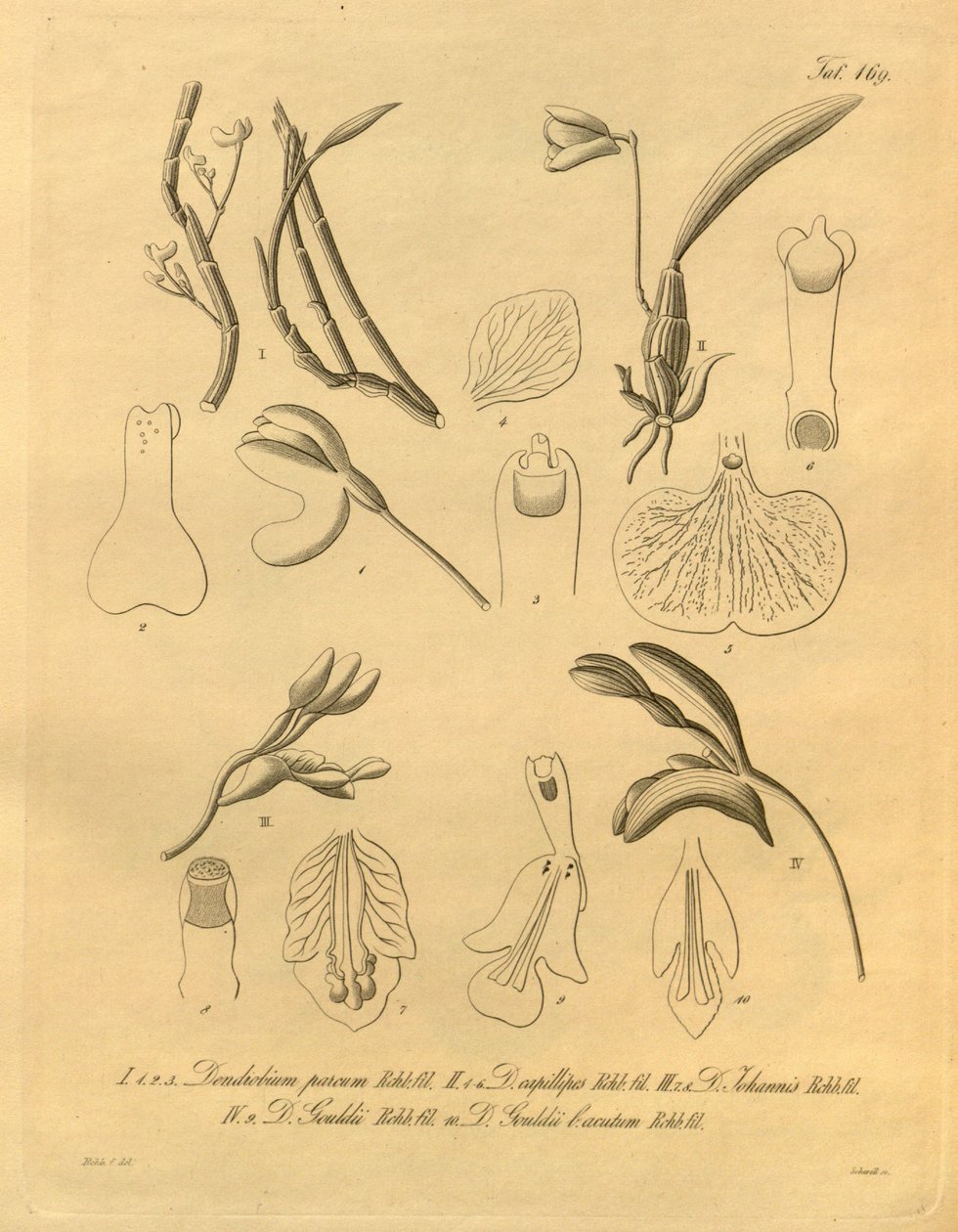 Questo file proviene dalla Biblioteca della Biodiversità ed è disponibile online su biodiversitylibrary.org/page/698365 da Heinrich Gustav Reichenbach