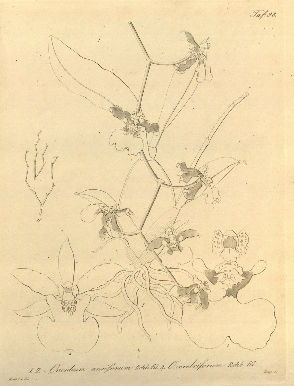 Questo file proviene dalla Biblioteca del Patrimonio della Biodiversità ed è disponibile online su biodiversitylibrary.org/page/696498 da Heinrich Gustav Reichenbach