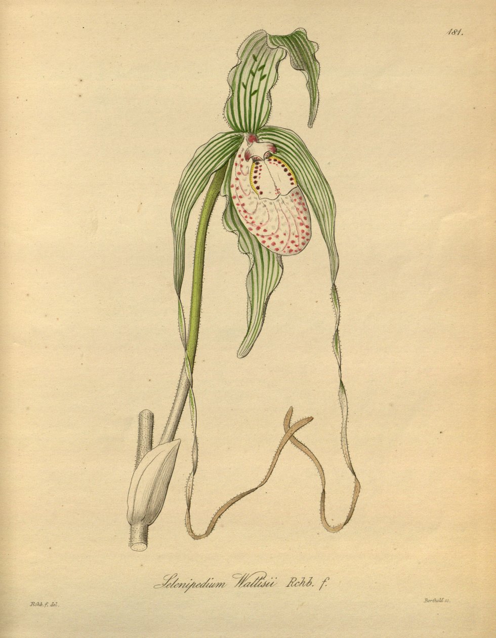 Questo file proviene dalla Biblioteca della Biodiversità ed è disponibile online su biodiversitylibrary.org/page/698377 da Heinrich Gustav Reichenbach