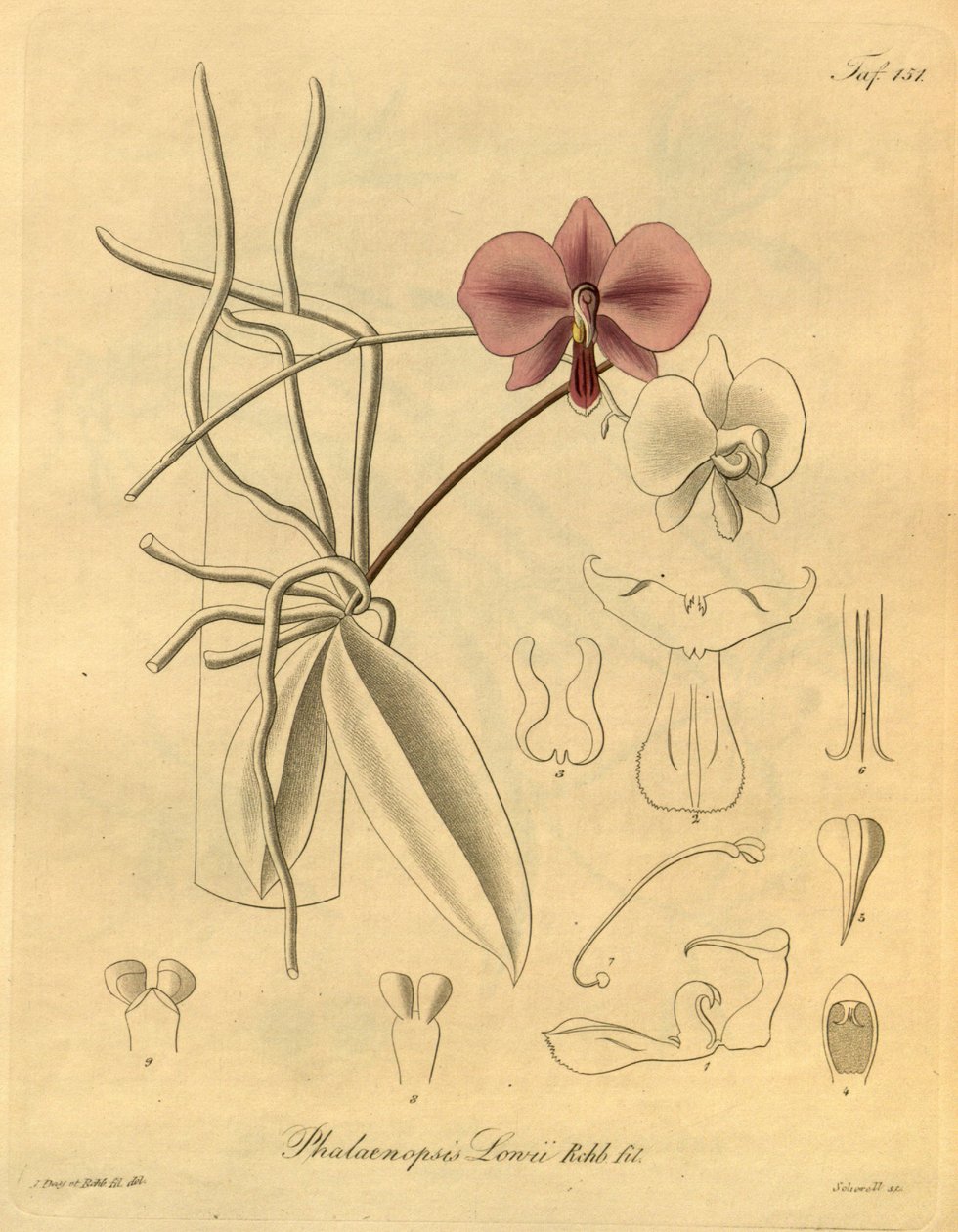Questo file proviene dalla Biblioteca del Patrimonio della Biodiversità da Heinrich Gustav Reichenbach