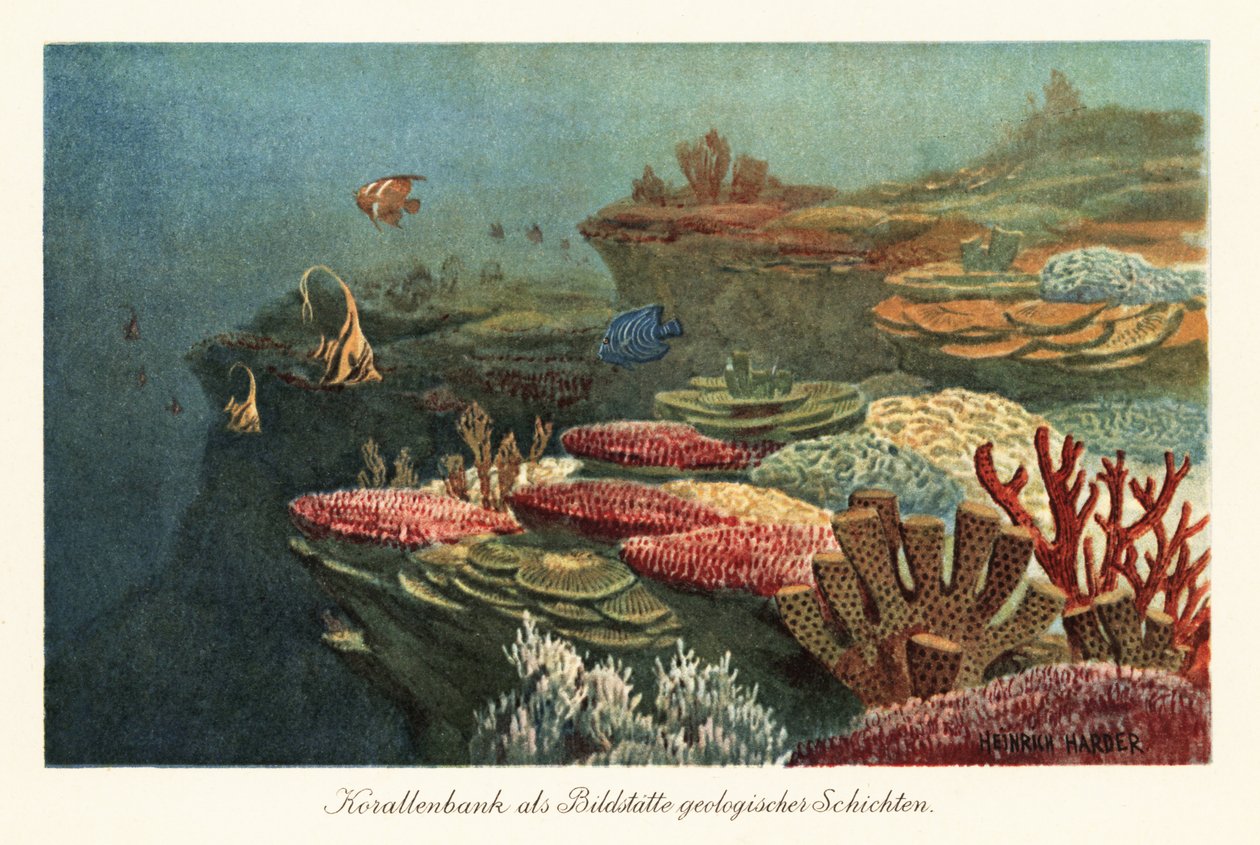 Antiche barriere coralline sul fondo dell
