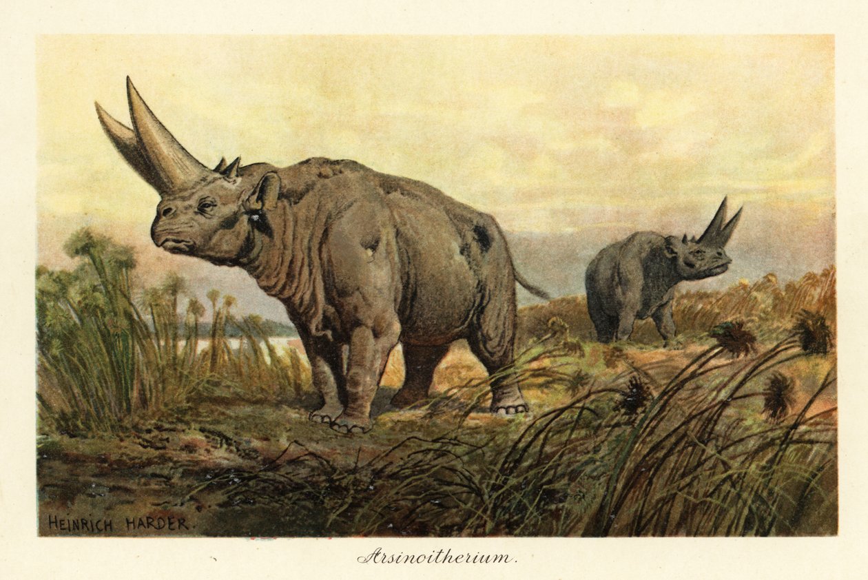 Arsinotherium, genere estinto di mammiferi paenungulati (stampa) da Heinrich Harder