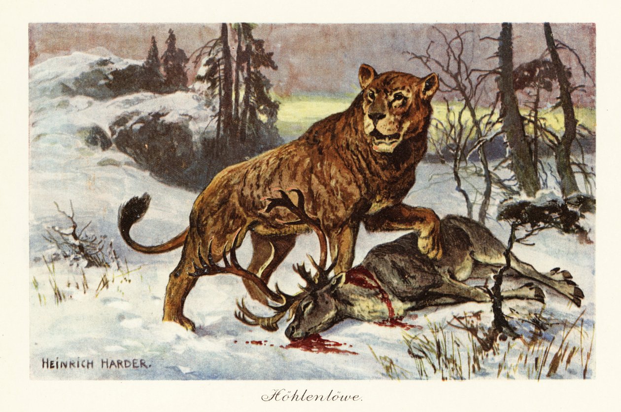 Leone delle caverne eurasiatico, Panthera spelaea (stampa) da Heinrich Harder
