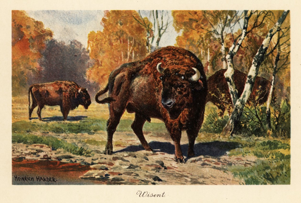 Bisonte europeo o zubr in una radura della foresta da Heinrich Harder