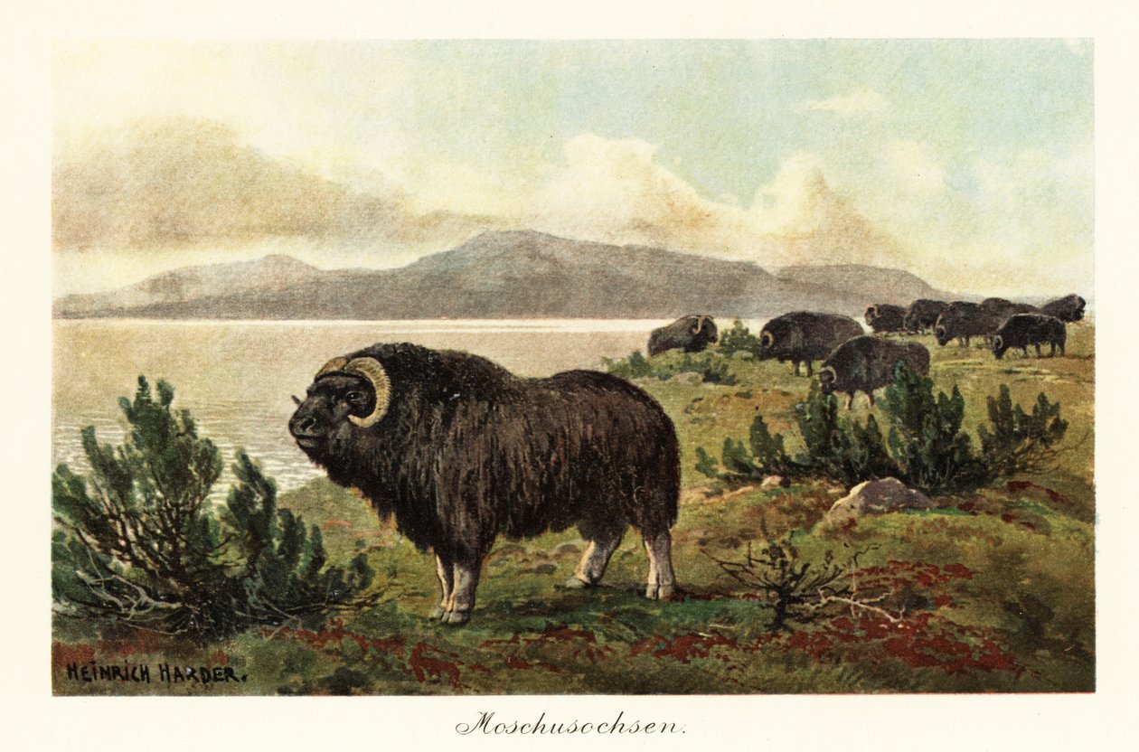 Bue muschiato, Ovibos moschatus da Heinrich Harder