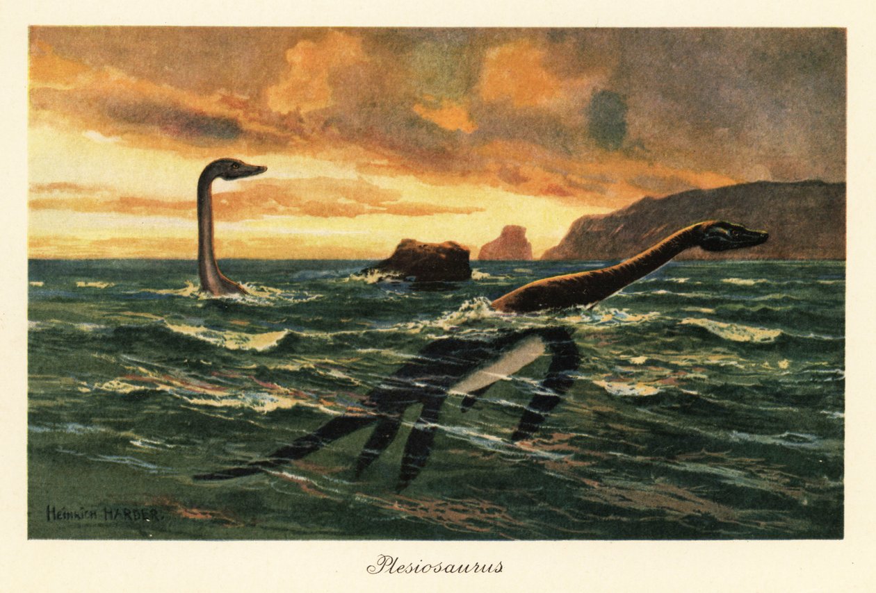 Plesiosaurus dolichodeirus nell