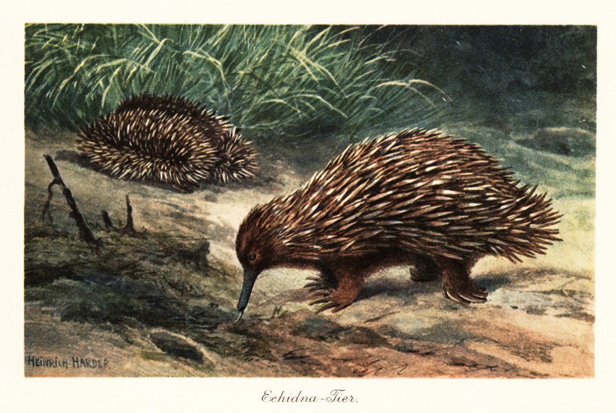 Echidna a becco corto, Tachyglossus aculeatus, in cerca di cibo da Heinrich Harder