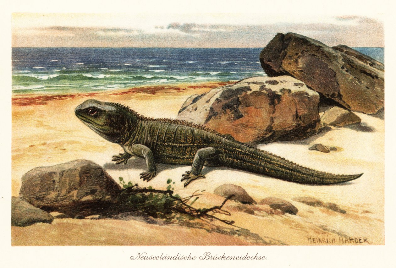 Tuatara vulnerabile, Sphenodon punctatus, sulla riva da Heinrich Harder