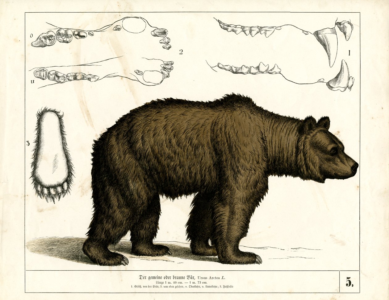Orso bruno con dettagli anatomici da Heinrich Leutemann