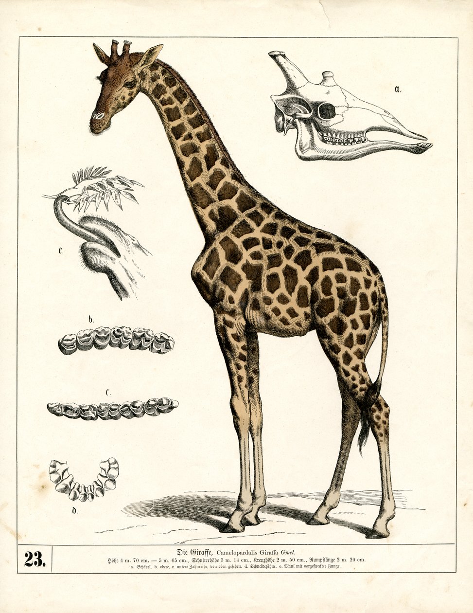  da Heinrich Leutemann