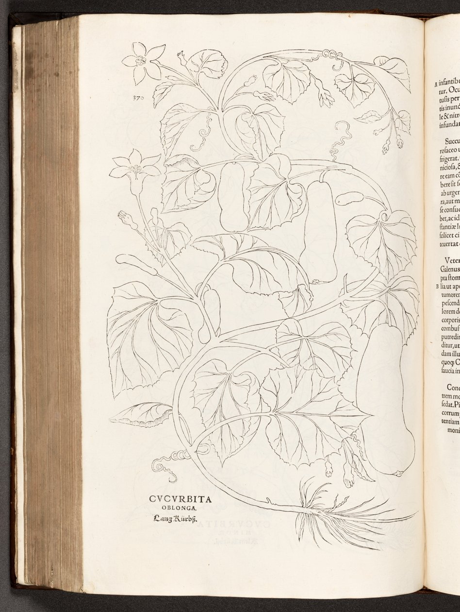 BT3.26.5 p.370 Zucchina, illustrazione da De historia stirpium commentarii insignes di Leonhart Fuchs, 1542 da Heinrich and Meyer, Albert Fullmaurer