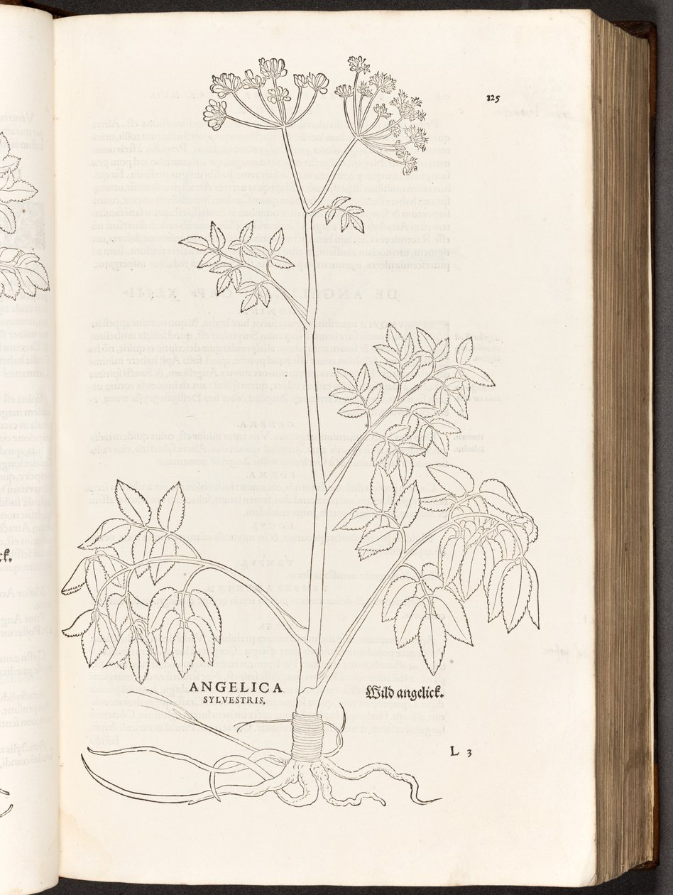 Angelica selvatica, illustrazione da De historia stirpium commentarii insignes di Leonhart Fuchs, 1542 da Heinrich and Meyer, Albert Fullmaurer