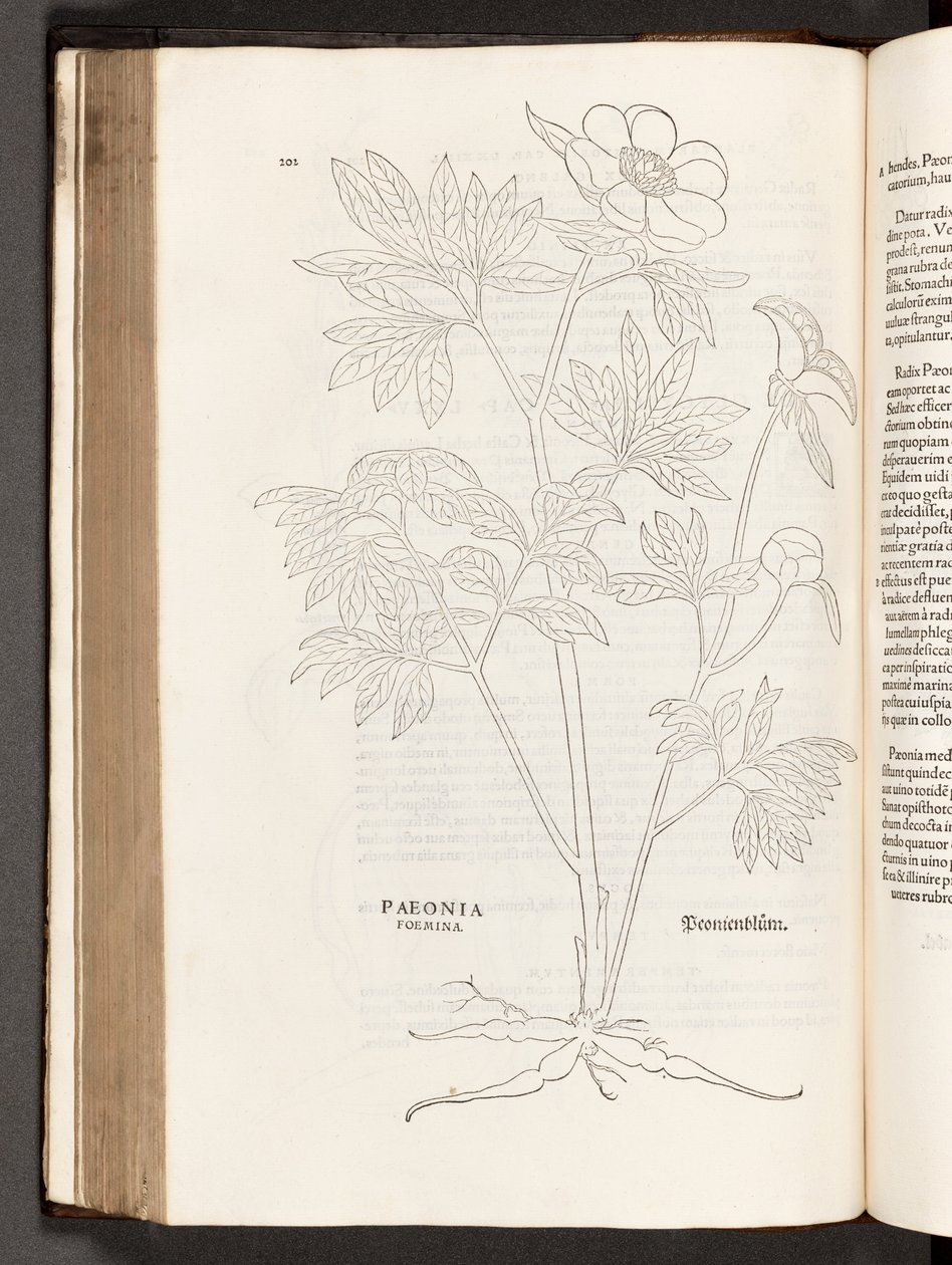 Peonia, illustrazione da De historia stirpium commentarii insignes di Leonhart Fuchs, 1542 da Heinrich and Meyer, Albert Fullmaurer
