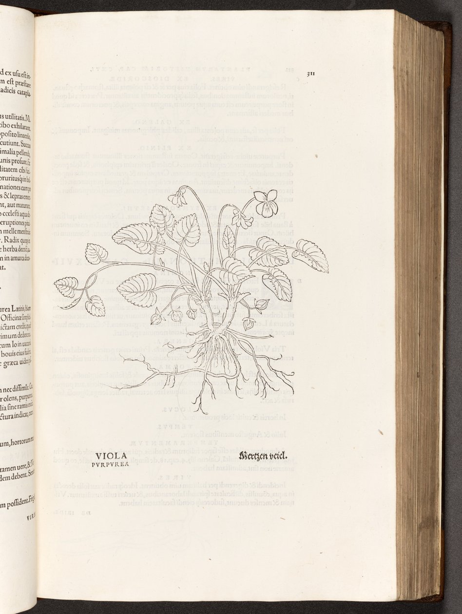 BT3.267.5 p.311 Viola, illustrazione da De historia stirpium commentarii insignes di Leonhart Fuchs, 1542 da Heinrich and Meyer, Albert Fullmaurer