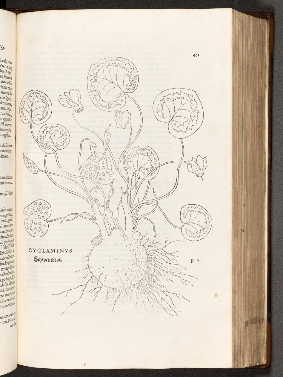 BT3.267.5 p.51 Ciclamino, illustrazione da De historia stirpium commentarii insignes di Leonhart Fuchs, 1542 da Heinrich and Meyer, Albert Fullmaurer