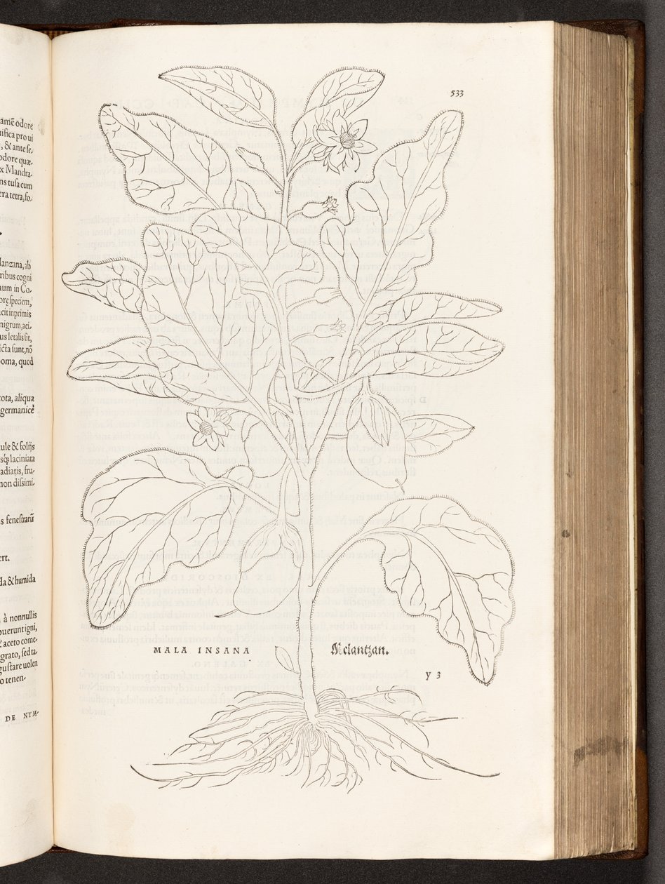 BT3.267.5 p.533 Melanzana, illustrazione da De historia stirpium commentarii insignes di Leonhart Fuchs, 1542 da Heinrich and Meyer, Albert Fullmaurer