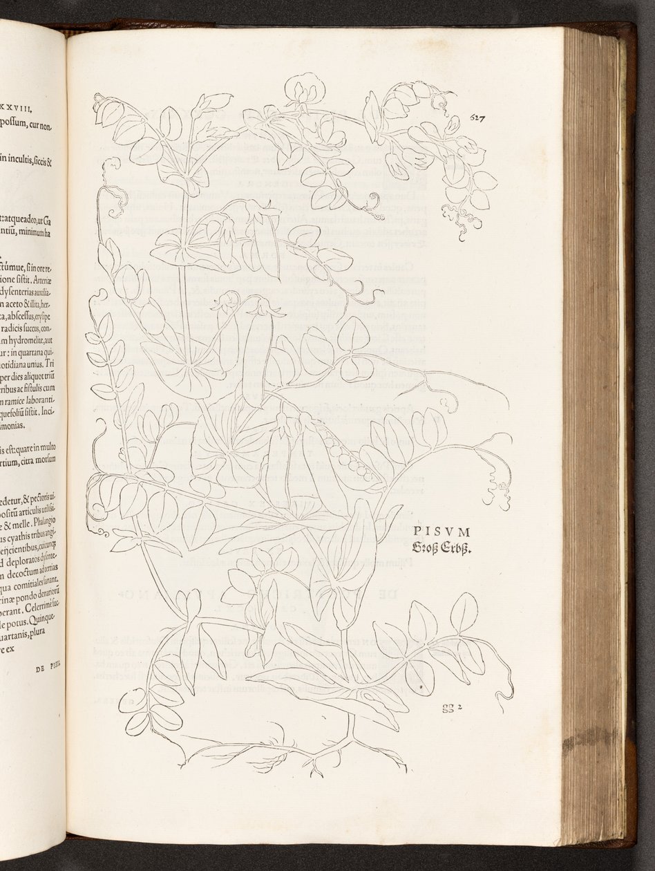 BT3.267.5. p.627 Pisello, illustrazione da De historia stirpium commentarii insignes di Leonhart Fuchs, 1542 da Heinrich and Meyer, Albert Fullmaurer