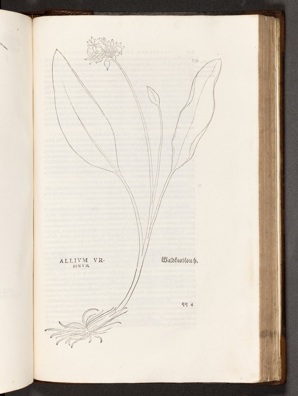 BT3.267.5 p.739 Aglio, illustrazione da De historia stirpium commentarii insignes di Leonhart Fuchs, 1542 da Heinrich and Meyer, Albert Fullmaurer