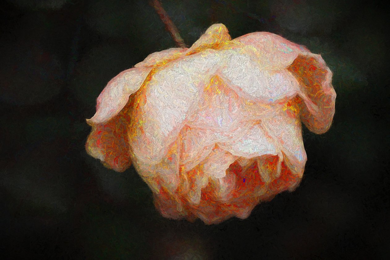 Fioritura, 2018 da Helen White