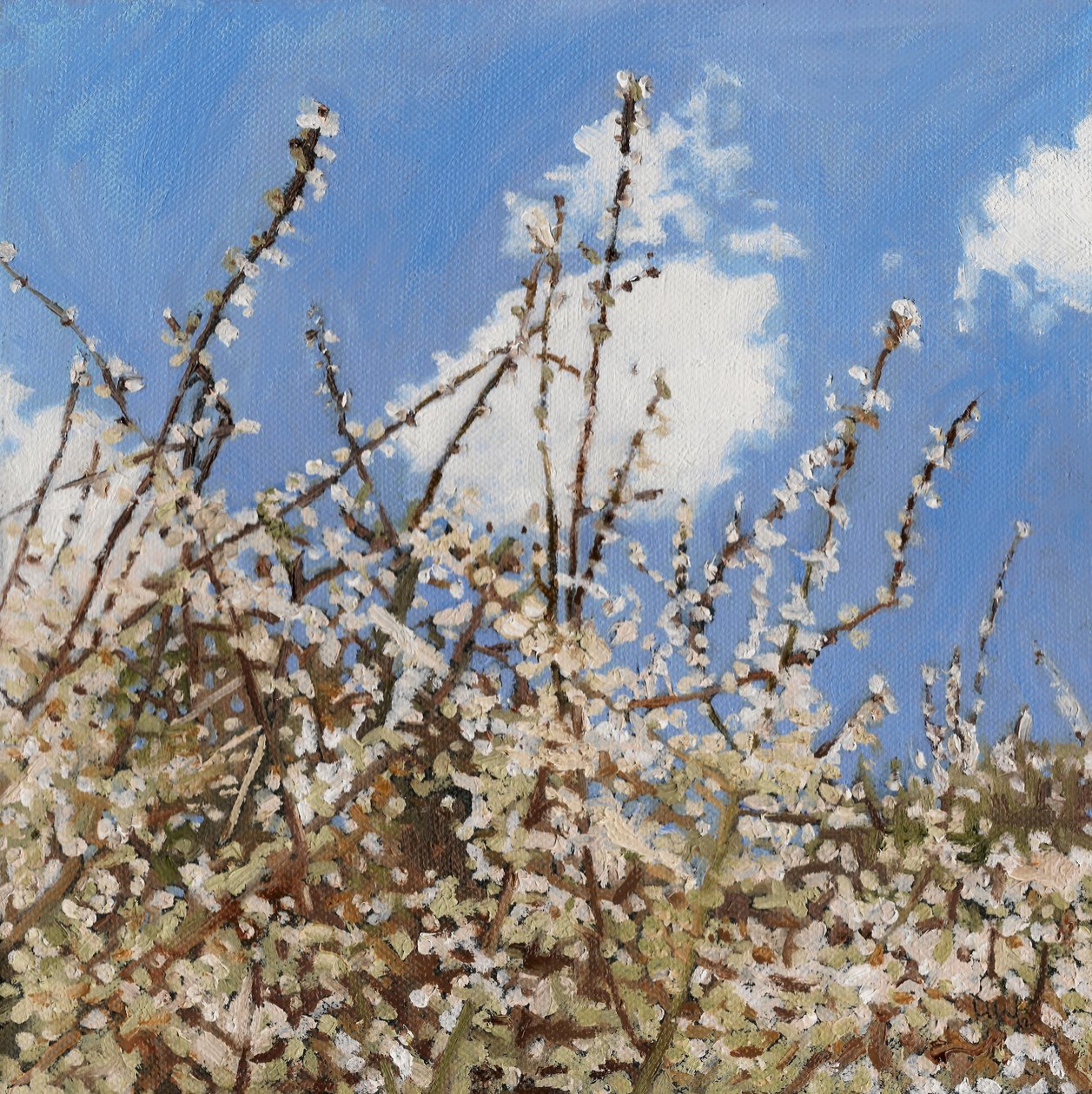 Mayflower, 2012 da Helen White