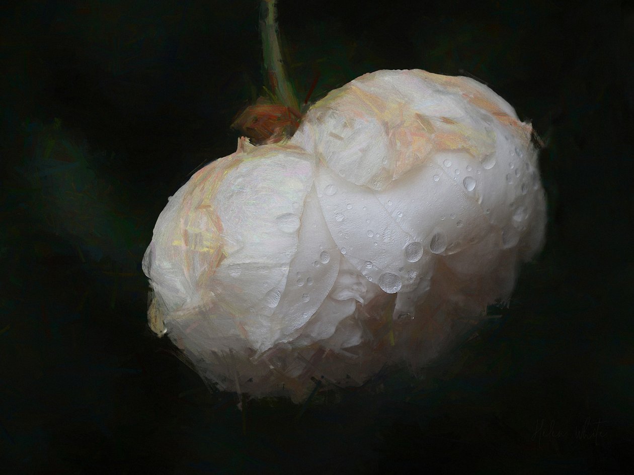 Bianco puro, 2018 da Helen White