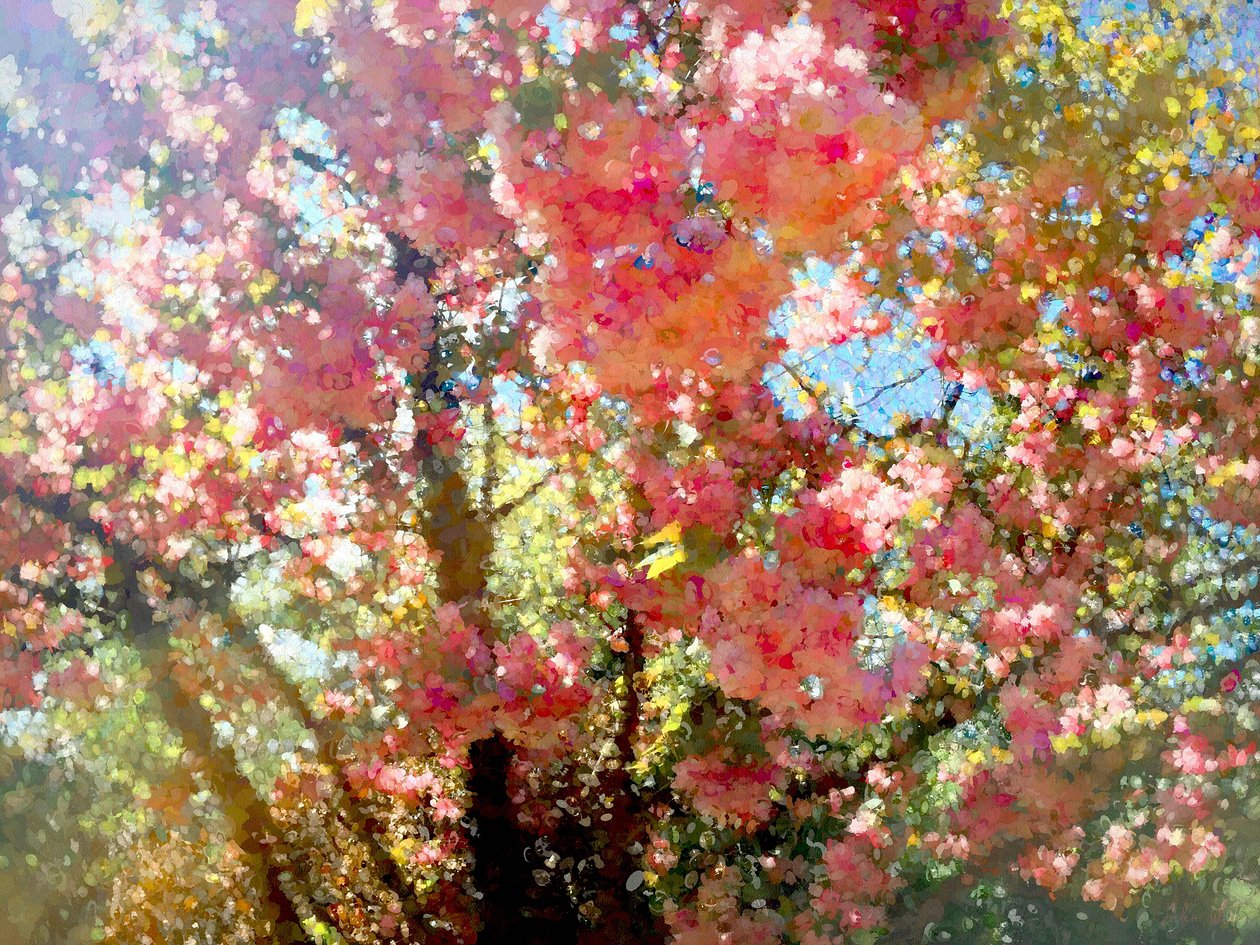 Cielo di fioritura primaverile, 2018 da Helen White