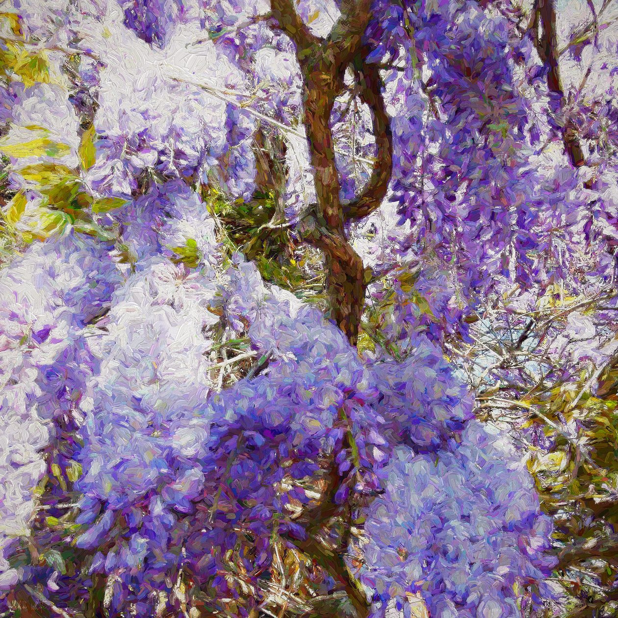 Glicine, 2018 da Helen White