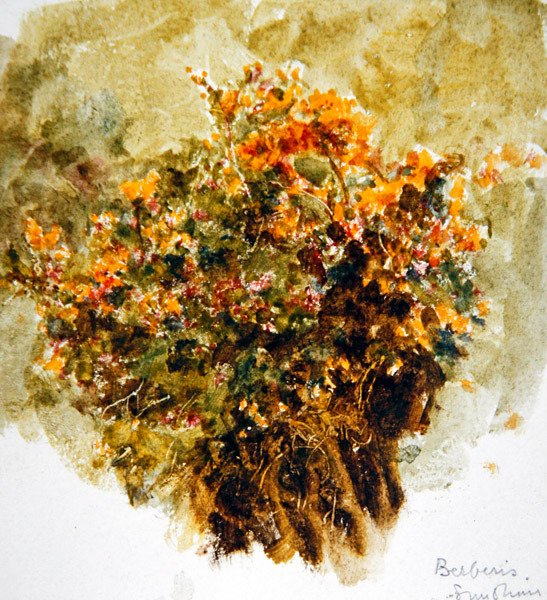 Berberis, sole da Helen Allingham
