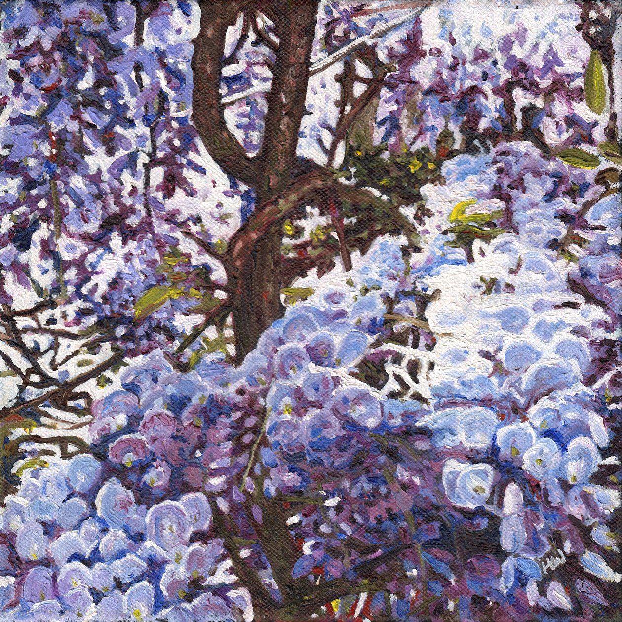 Glicine blu da Helen White