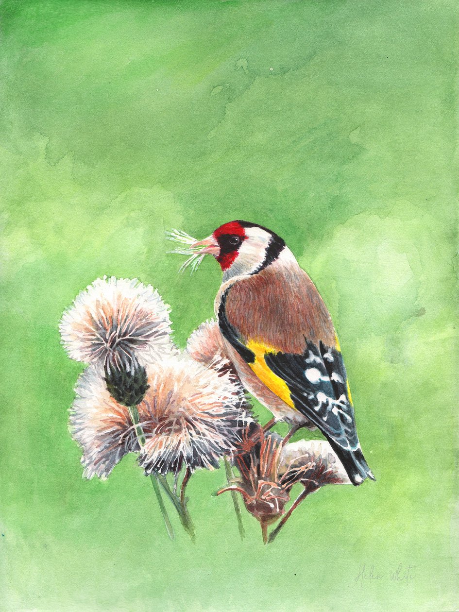 Cardellino I da Helen White