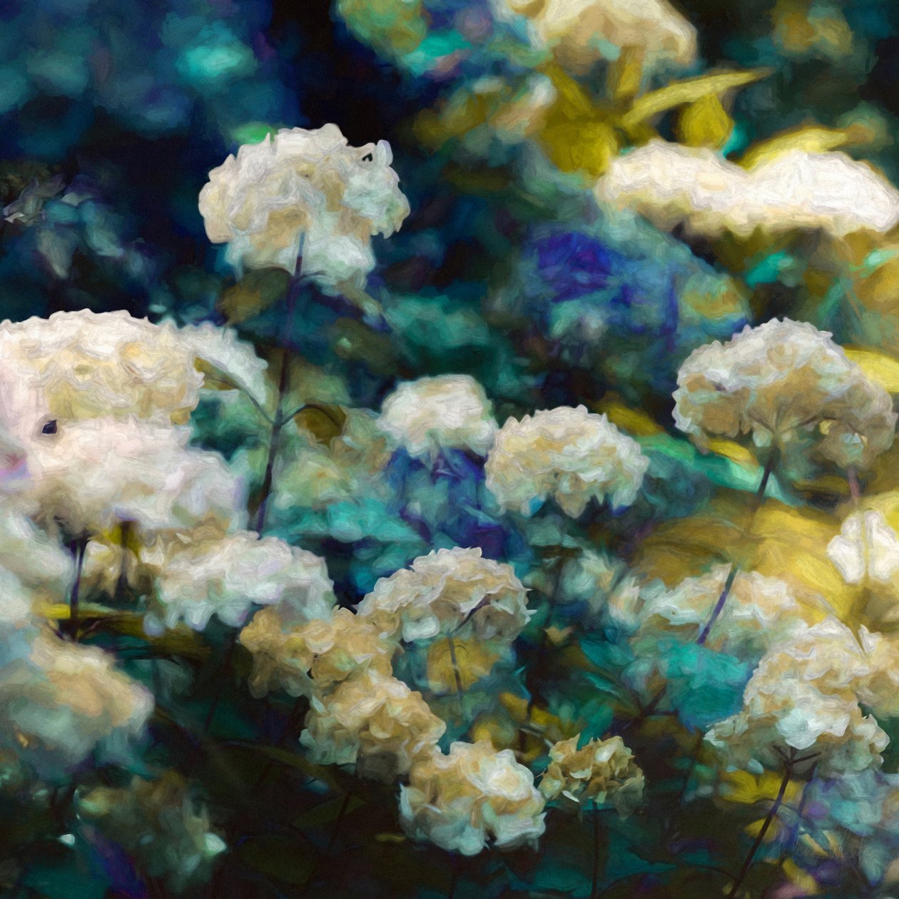 Ortensie Celestiali, 2020 da Helen White