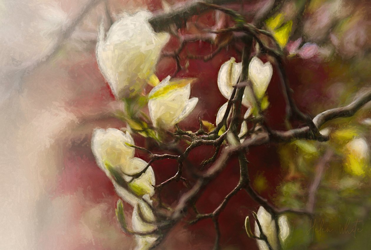 Magnolia, 2018 da Helen White