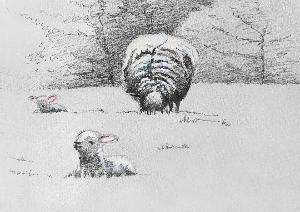 Sheep Trio, 2022 da Helen White