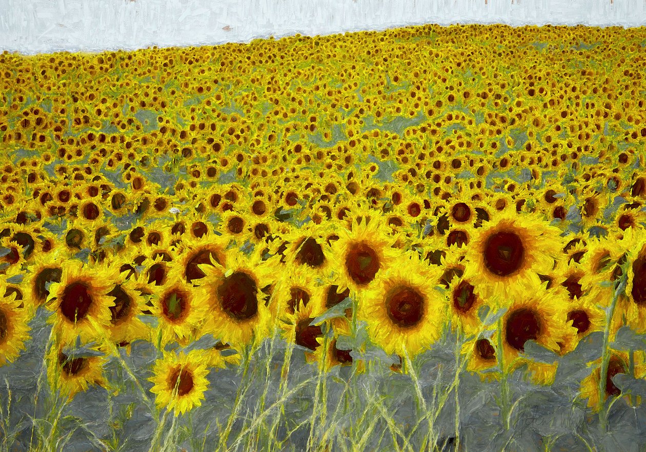 Campo di girasoli da Helen White