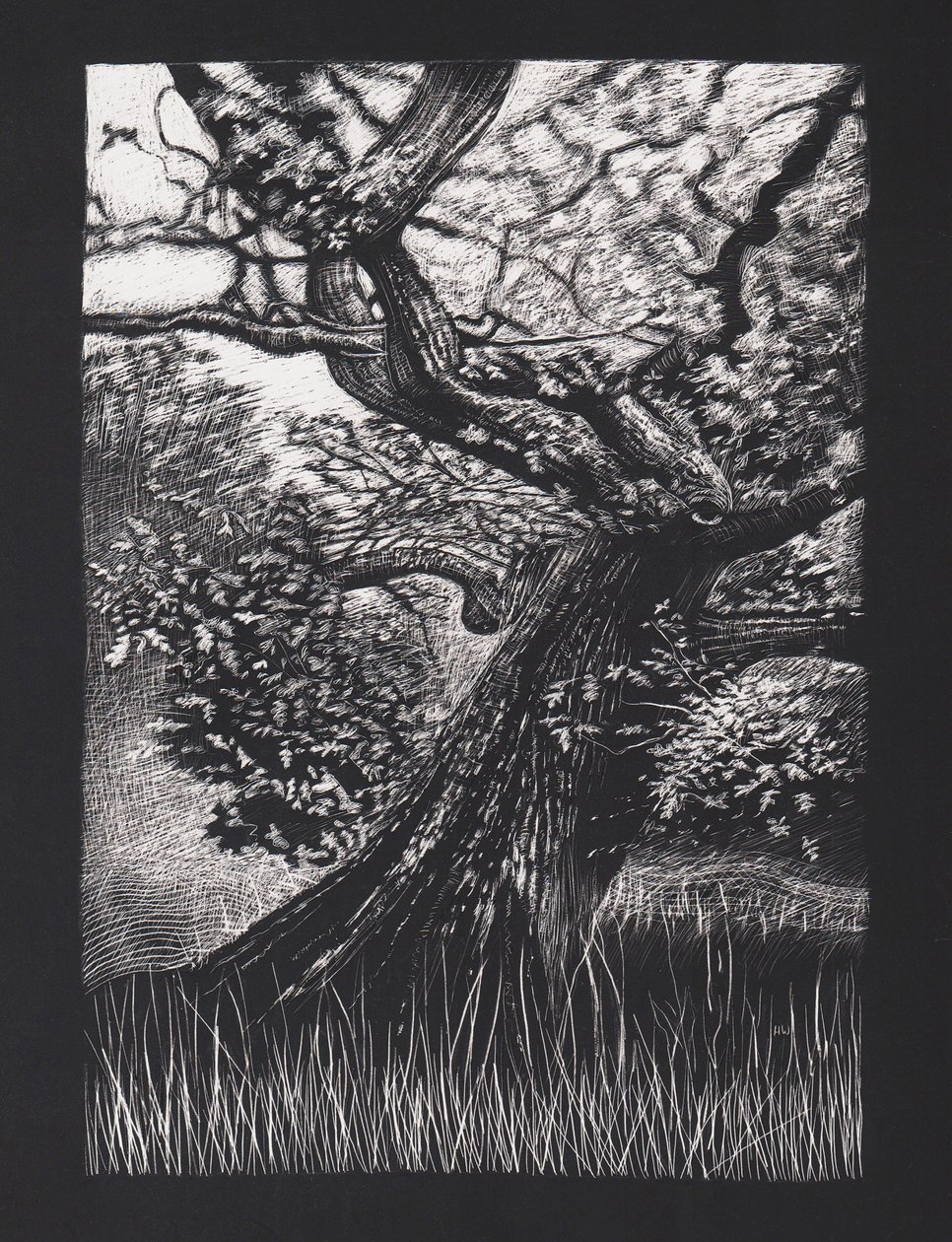 Quercia venerabile da Helen White