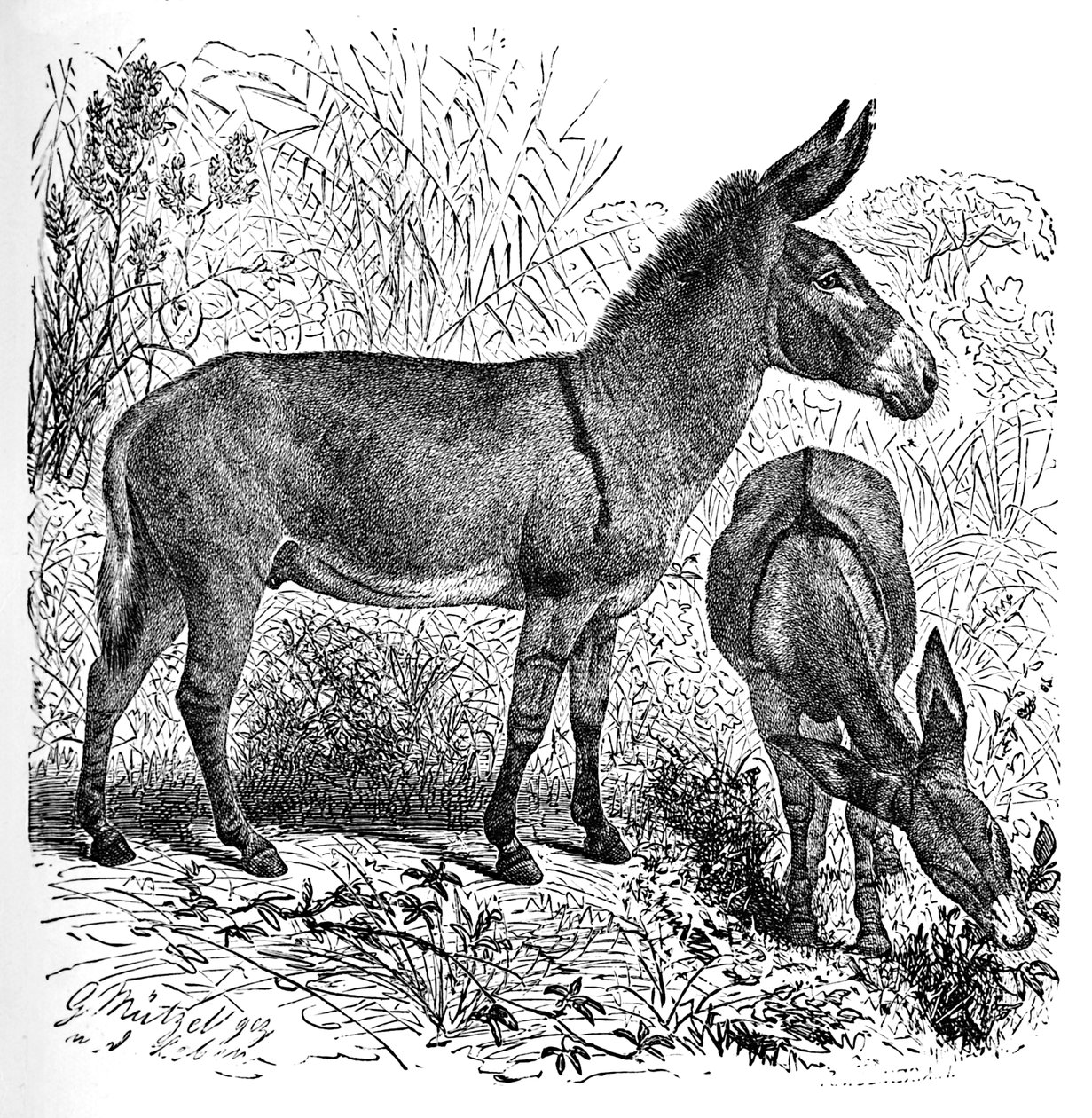 Asino selvatico africano, c1900 da Helena J. Maguire