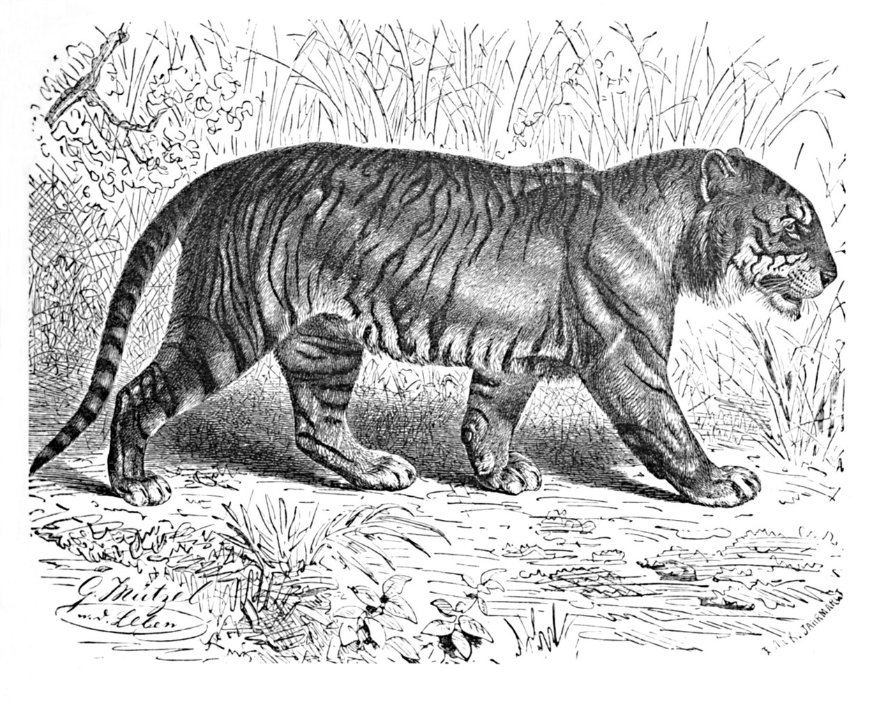 Tigre del Bengala, c1900 da Helena J. Maguire