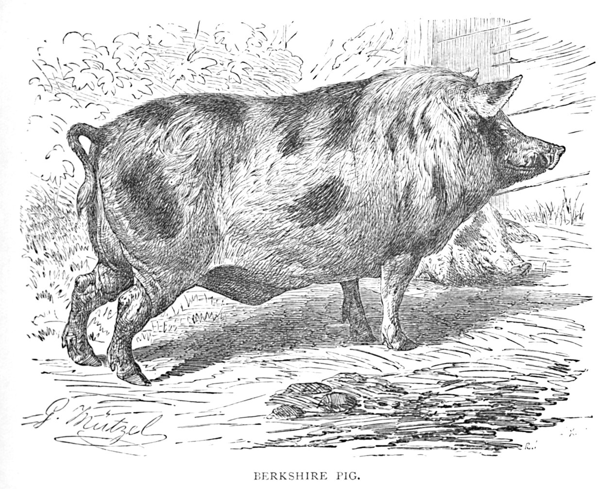 Maiale del Berkshire, c1900 da Helena J. Maguire