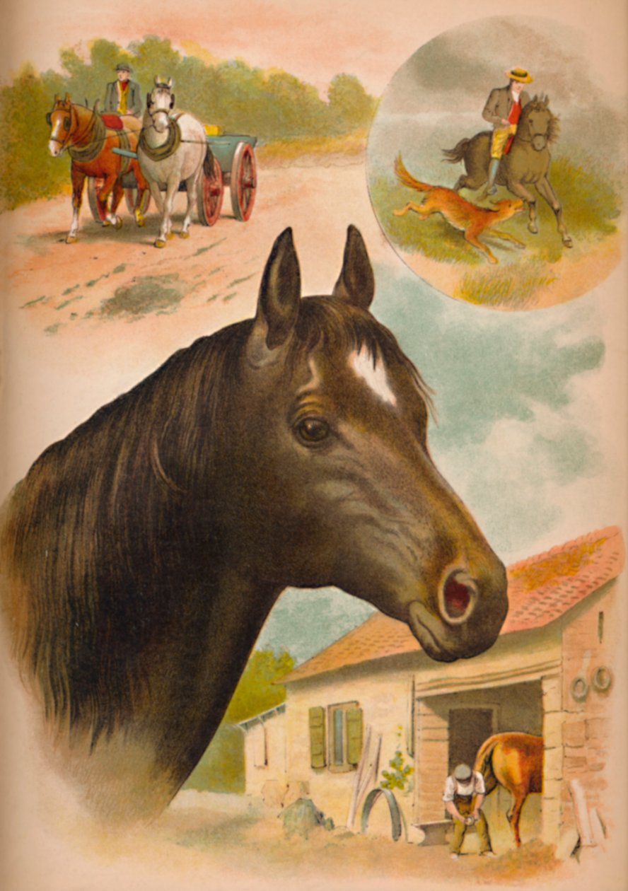 Il cavallo da Helena J. Maguire