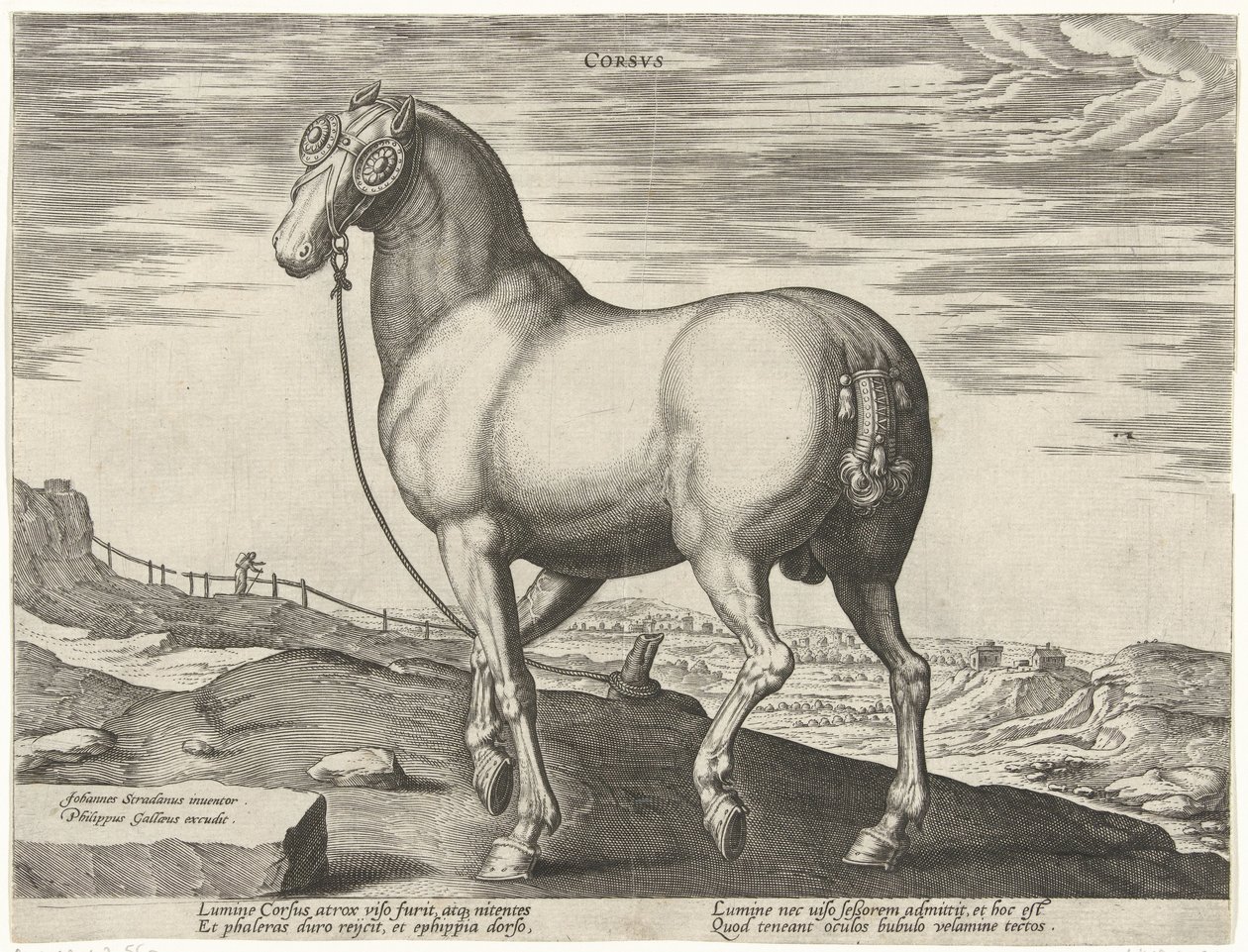 Cavallo della Corsica da Hendrick Goltzius (possibly)