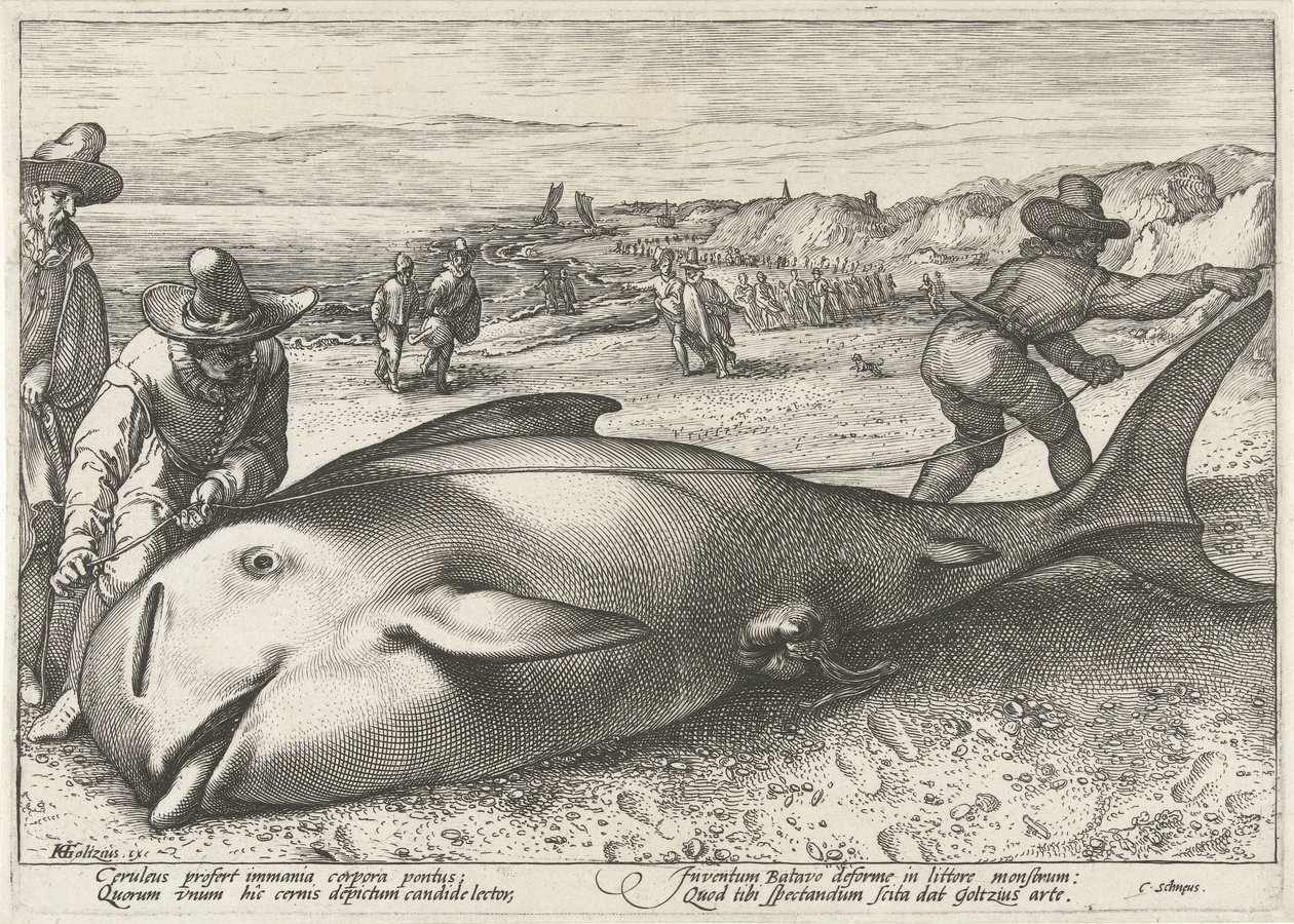 Balena spiaggiata sulla spiaggia di Zandvoort, 1594 da Hendrick Goltzius (workshop of)