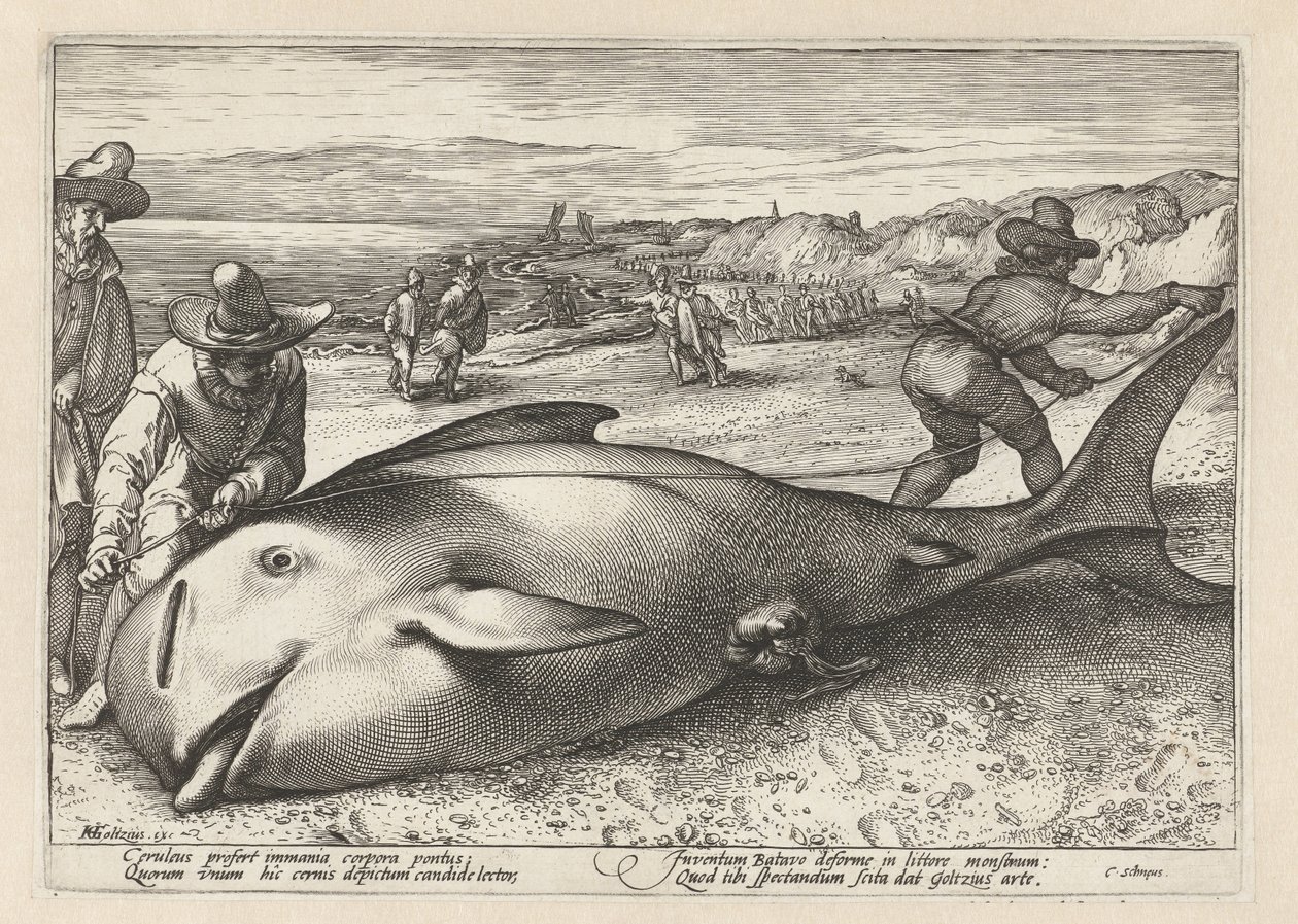Due uomini misurano una balena arenata da Hendrick Goltzius (workshop of)