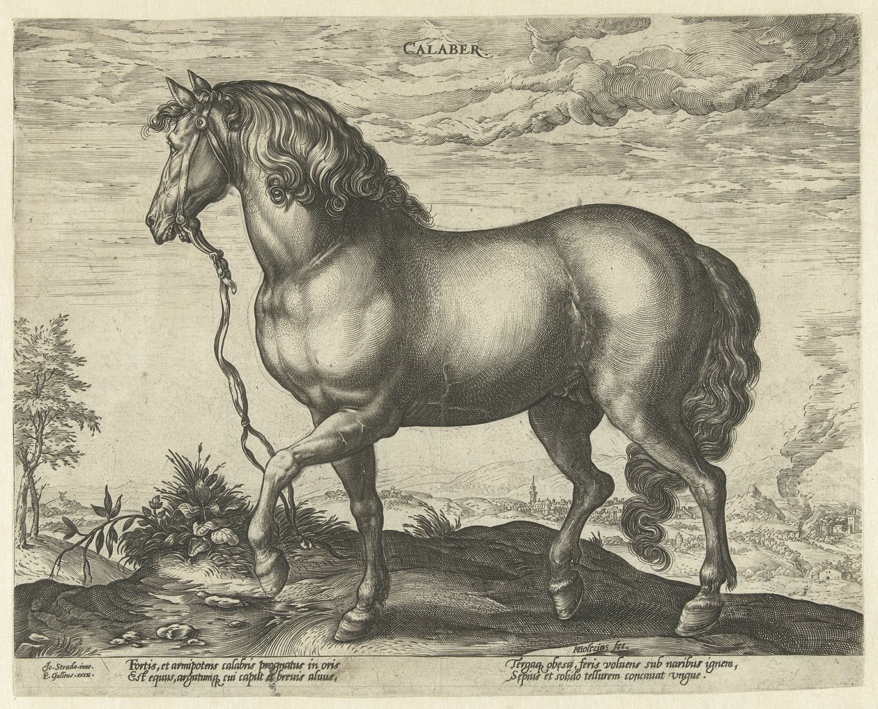 Cavallo della Calabria da Hendrick Goltzius