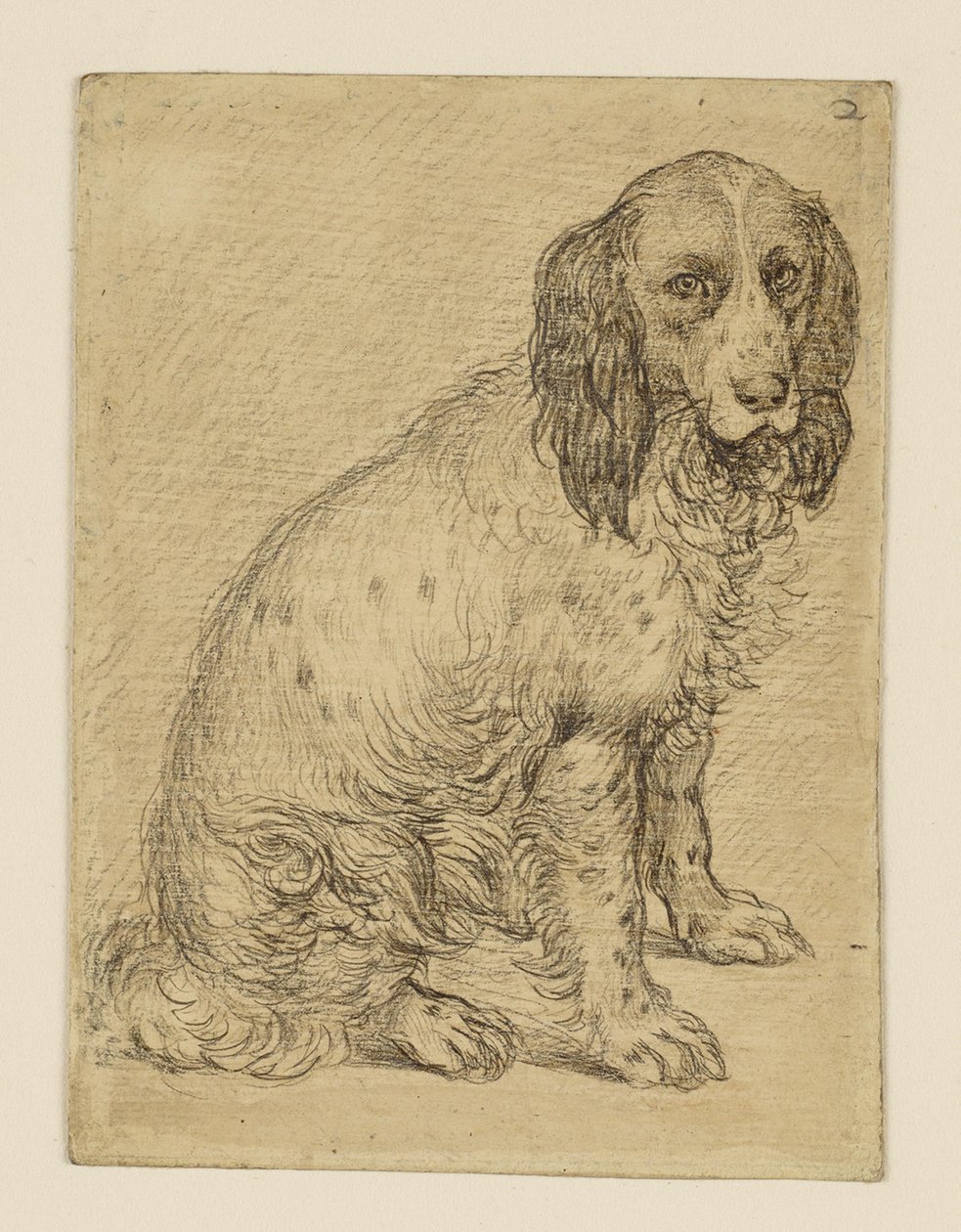 Cane da pernice della provincia di Drenthe seduto da Hendrick Goltzius