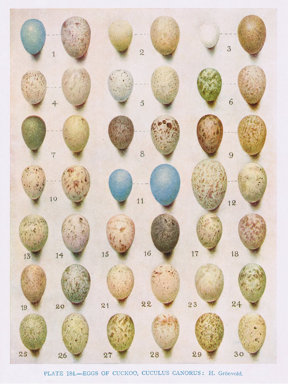 Uova: Luì piccolo: Luì verde: ecc., illustrazione da 
