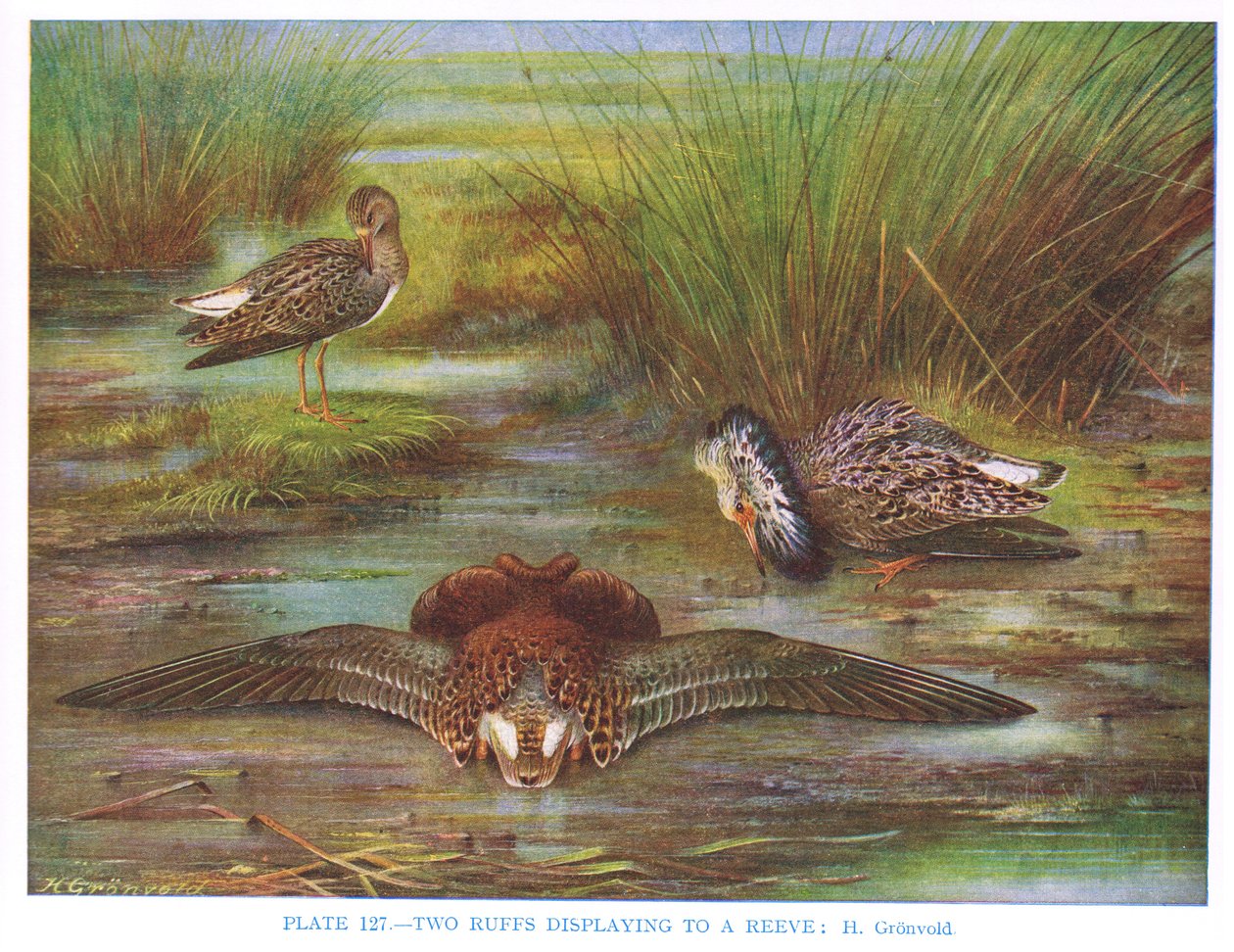 Combattimento di pettorute con una pettoruta, illustrazione da 