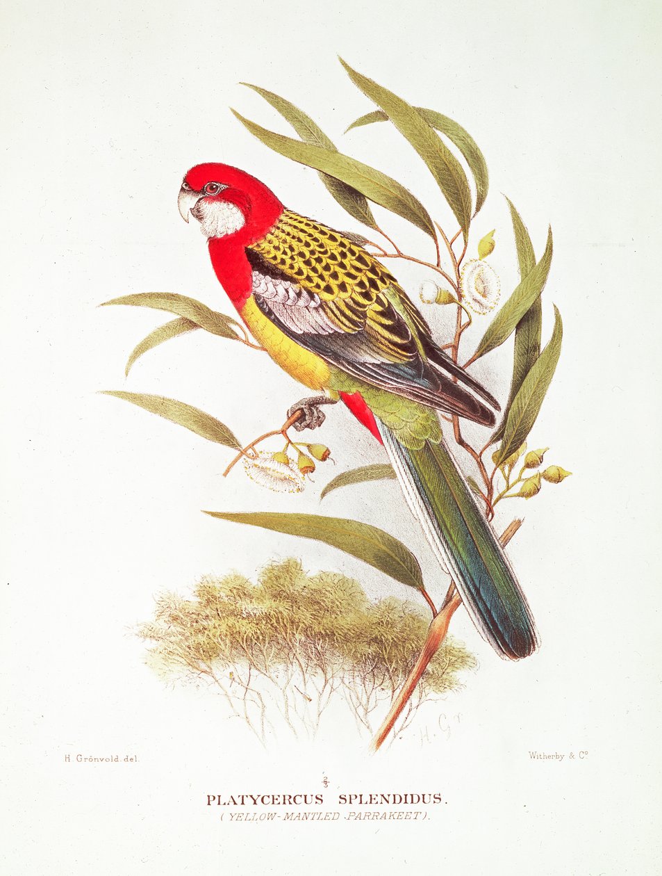 Parrocchetto dal mantello giallo da 